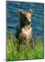 Kodiak Bear Cub-Charles Glover-Mounted Giclee Print