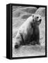 Kodiak Bear in Zoo-Philip Gendreau-Framed Stretched Canvas