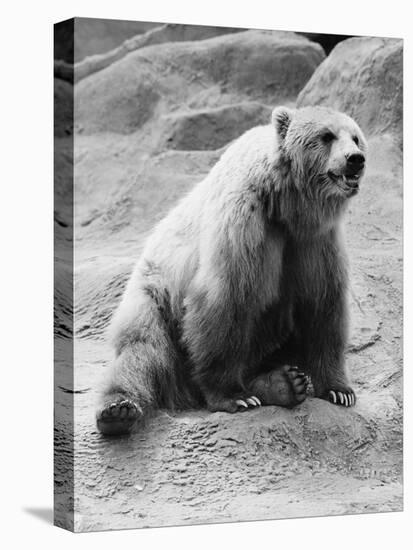 Kodiak Bear in Zoo-Philip Gendreau-Stretched Canvas