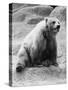 Kodiak Bear in Zoo-Philip Gendreau-Stretched Canvas