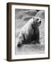 Kodiak Bear in Zoo-Philip Gendreau-Framed Photographic Print