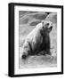 Kodiak Bear in Zoo-Philip Gendreau-Framed Photographic Print