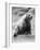 Kodiak Bear in Zoo-Philip Gendreau-Framed Photographic Print