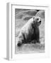 Kodiak Bear in Zoo-Philip Gendreau-Framed Photographic Print