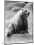 Kodiak Bear in Zoo-Philip Gendreau-Mounted Photographic Print