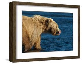 Kodiak Bear Lick-Charles Glover-Framed Giclee Print