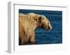 Kodiak Bear Lick-Charles Glover-Framed Giclee Print