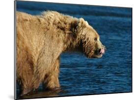 Kodiak Bear Lick-Charles Glover-Mounted Giclee Print