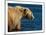 Kodiak Bear Lick-Charles Glover-Mounted Giclee Print