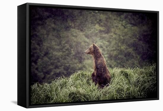 Kodiak Island Bear, Kodiak, Alaska-Françoise Gaujour-Framed Stretched Canvas