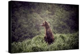 Kodiak Island Bear, Kodiak, Alaska-Françoise Gaujour-Stretched Canvas