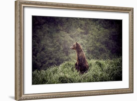 Kodiak Island Bear, Kodiak, Alaska-Françoise Gaujour-Framed Photographic Print