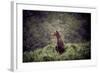 Kodiak Island Bear, Kodiak, Alaska-Françoise Gaujour-Framed Photographic Print