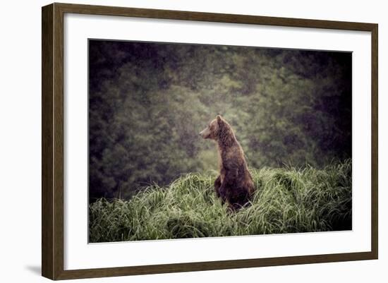 Kodiak Island Bear, Kodiak, Alaska-Françoise Gaujour-Framed Photographic Print