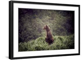 Kodiak Island Bear, Kodiak, Alaska-Françoise Gaujour-Framed Photographic Print