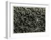 Koelpinia Linearis. 1929 (Photogravure)-Karl Blossfeldt-Framed Giclee Print