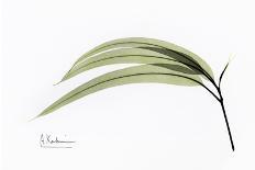 Eucalyptus Leaves, X-ray-Koetsier Albert-Framed Photographic Print