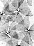 Pothos Leaves, X-ray-Koetsier Albert-Photographic Print