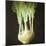 Kohl Rabi, 2012-Lincoln Seligman-Mounted Giclee Print