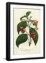 Kohleria of Central America-null-Framed Giclee Print