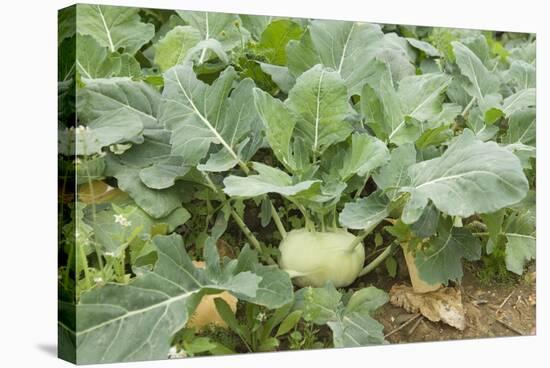 Kohlrabi Crop-Lawrence Lawry-Stretched Canvas