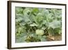 Kohlrabi Crop-Lawrence Lawry-Framed Premium Photographic Print