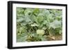 Kohlrabi Crop-Lawrence Lawry-Framed Photographic Print