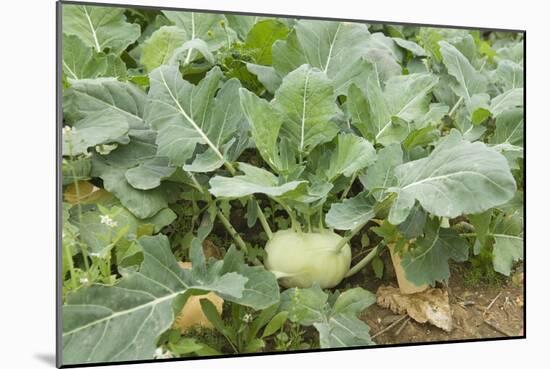 Kohlrabi Crop-Lawrence Lawry-Mounted Photographic Print