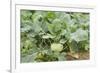 Kohlrabi Crop-Lawrence Lawry-Framed Photographic Print