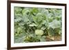 Kohlrabi Crop-Lawrence Lawry-Framed Photographic Print