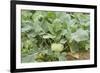 Kohlrabi Crop-Lawrence Lawry-Framed Photographic Print