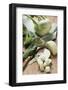 Kohlrabi, Partly Diced-Eising Studio - Food Photo and Video-Framed Photographic Print