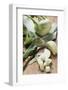 Kohlrabi, Partly Diced-Eising Studio - Food Photo and Video-Framed Photographic Print