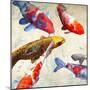 Koi 1-Teo Rizzardi-Mounted Art Print