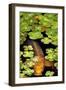 Koi 1-PhotoDF-Framed Premium Giclee Print