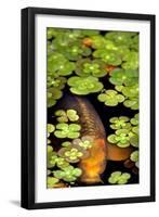 Koi 1-PhotoDF-Framed Premium Giclee Print