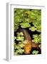 Koi 1-PhotoDF-Framed Premium Giclee Print