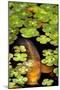 Koi 1-PhotoDF-Mounted Premium Giclee Print