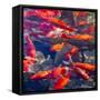 Koi and Carp, Big Spring Park, Huntsville, Alabama, USA-William Sutton-Framed Stretched Canvas