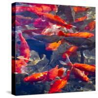 Koi and Carp, Big Spring Park, Huntsville, Alabama, USA-William Sutton-Stretched Canvas