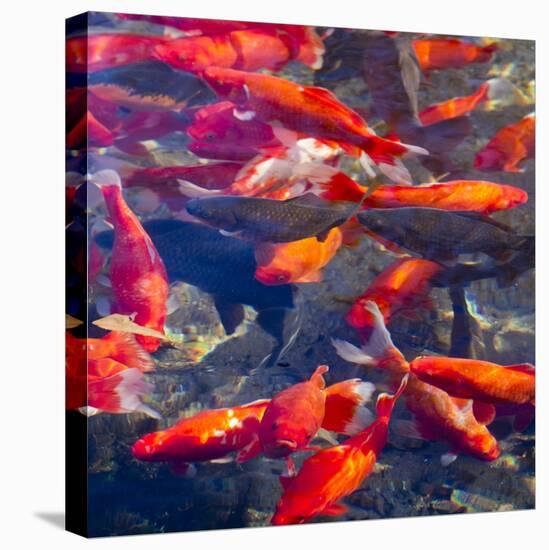 Koi and Carp, Big Spring Park, Huntsville, Alabama, USA-William Sutton-Stretched Canvas