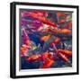 Koi and Carp, Big Spring Park, Huntsville, Alabama, USA-William Sutton-Framed Photographic Print