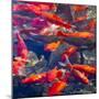 Koi and Carp, Big Spring Park, Huntsville, Alabama, USA-William Sutton-Mounted Photographic Print