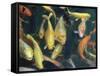 Koi Carp Fish in Pool, Taipei, Taiwan, Asia-Sylvain Grandadam-Framed Stretched Canvas