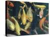 Koi Carp Fish in Pool, Taipei, Taiwan, Asia-Sylvain Grandadam-Stretched Canvas