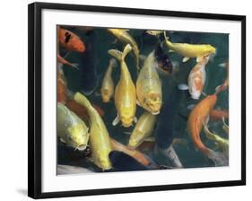 Koi Carp Fish in Pool, Taipei, Taiwan, Asia-Sylvain Grandadam-Framed Photographic Print