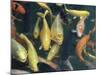 Koi Carp Fish in Pool, Taipei, Taiwan, Asia-Sylvain Grandadam-Mounted Photographic Print