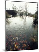 Koi Carp Fish in Pool, Taipei, Taiwan, Asia-Sylvain Grandadam-Mounted Photographic Print