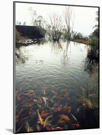 Koi Carp Fish in Pool, Taipei, Taiwan, Asia-Sylvain Grandadam-Mounted Photographic Print