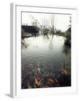 Koi Carp Fish in Pool, Taipei, Taiwan, Asia-Sylvain Grandadam-Framed Photographic Print